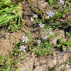 Isotoma fluviatilis subsp. australis at Kama - 23 Jan 2024