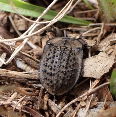 Helea ovata (Pie-dish beetle) at Cook, ACT - 22 Jan 2024 by CathB