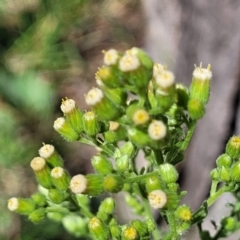 Erigeron bonariensis at Molonglo River Reserve - 23 Jan 2024