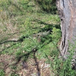 Erigeron bonariensis at Molonglo River Reserve - 23 Jan 2024