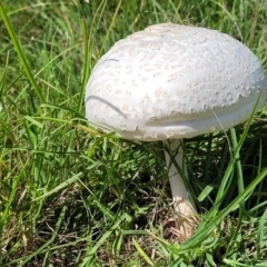 Macrolepiota dolichaula (Macrolepiota dolichaula) at Whitlam, ACT - 23 Jan 2024 by trevorpreston