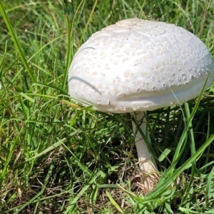 Macrolepiota dolichaula at Molonglo River Reserve - 23 Jan 2024