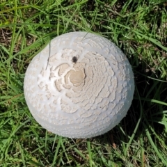 Macrolepiota dolichaula at Molonglo River Reserve - 23 Jan 2024 03:39 PM