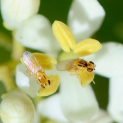 Chloropidae (family) (Frit fly) at Hughes Grassy Woodland - 23 Jan 2024 by LisaH