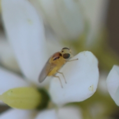 Chloropidae (family) at Red Hill to Yarralumla Creek - 23 Jan 2024 02:39 PM