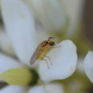 Chloropidae (family) at Red Hill to Yarralumla Creek - 23 Jan 2024 02:39 PM