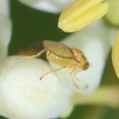 Chloropidae (family) at Red Hill to Yarralumla Creek - 23 Jan 2024