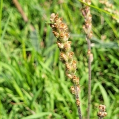 Plantago varia (Native Plaintain) at Whitlam, ACT - 23 Jan 2024 by trevorpreston