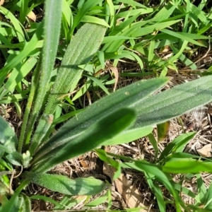 Plantago varia at Molonglo River Reserve - 23 Jan 2024 03:38 PM