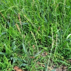 Plantago varia at Molonglo River Reserve - 23 Jan 2024 03:38 PM