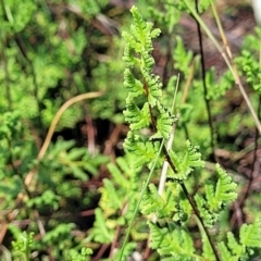 Cheilanthes sieberi subsp. sieberi (Mulga Rock Fern) at Kama - 23 Jan 2024 by trevorpreston