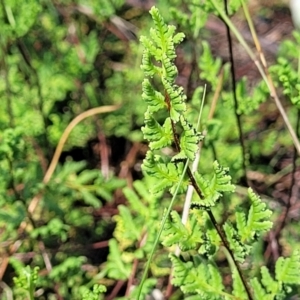 Cheilanthes sieberi subsp. sieberi at Kama - 23 Jan 2024 03:36 PM