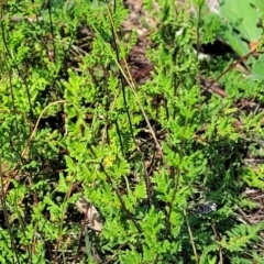 Cheilanthes sieberi subsp. sieberi at Kama - 23 Jan 2024 03:36 PM