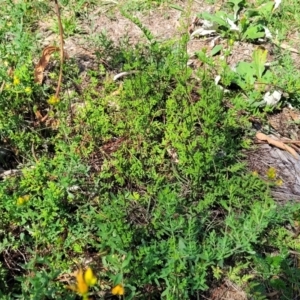 Cheilanthes sieberi subsp. sieberi at Kama - 23 Jan 2024