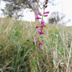 Oxytes brachypoda at Mount Painter - 23 Jan 2024