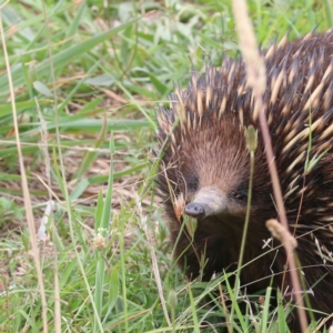 Tachyglossus aculeatus at Mulligans Flat - 23 Jan 2024 11:40 AM