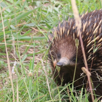 Tachyglossus aculeatus (Short-beaked Echidna) at Mulligans Flat - 23 Jan 2024 by Eirheart