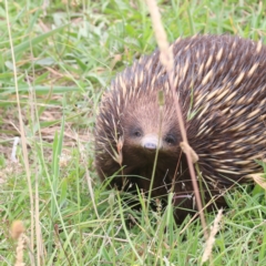 Tachyglossus aculeatus at Mulligans Flat - 23 Jan 2024 11:40 AM