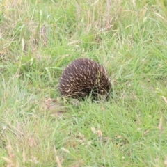 Tachyglossus aculeatus at Mulligans Flat - 23 Jan 2024