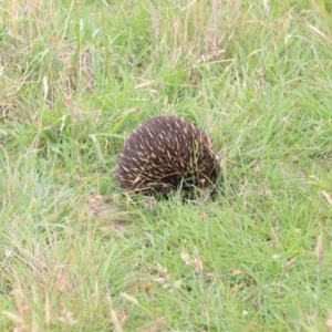 Tachyglossus aculeatus at Mulligans Flat - 23 Jan 2024 11:40 AM