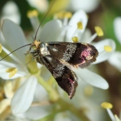 Nemophora sparsella (An Adelid Moth) at Hughes Grassy Woodland - 23 Jan 2024 by LisaH