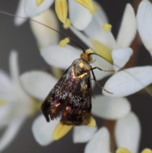 Nemophora sparsella at Hughes Grassy Woodland - 23 Jan 2024 02:37 PM