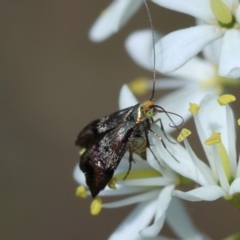 Nemophora sparsella at Hughes Grassy Woodland - 23 Jan 2024