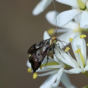 Nemophora sparsella at Hughes Grassy Woodland - 23 Jan 2024 02:37 PM