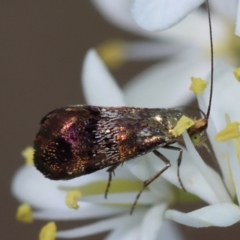 Nemophora sparsella at Hughes Grassy Woodland - 23 Jan 2024 02:37 PM