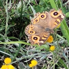 Junonia villida (Meadow Argus) at Molonglo River Reserve - 23 Jan 2024 by trevorpreston