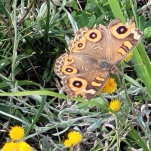 Junonia villida at Molonglo River Reserve - 23 Jan 2024