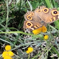 Junonia villida at Molonglo River Reserve - 23 Jan 2024