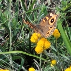 Junonia villida at Molonglo River Reserve - 23 Jan 2024