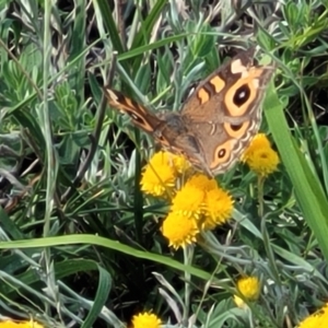 Junonia villida at Molonglo River Reserve - 23 Jan 2024