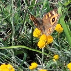 Junonia villida at Molonglo River Reserve - 23 Jan 2024