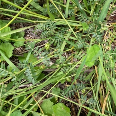 Tribulus terrestris (Caltrop, Cat-head) at Hall, ACT - 23 Jan 2024 by Rosie