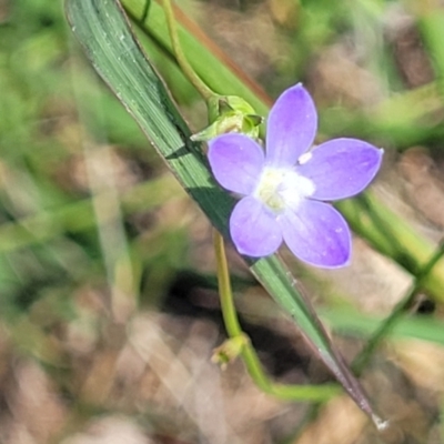 Wahlenbergia multicaulis (Tadgell's Bluebell) at Whitlam, ACT - 23 Jan 2024 by trevorpreston