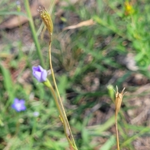 Wahlenbergia multicaulis at Kama - 23 Jan 2024 03:34 PM