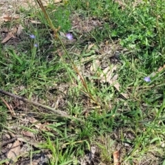 Wahlenbergia multicaulis at Kama - 23 Jan 2024