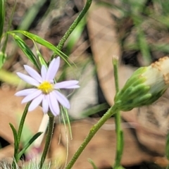 Vittadinia muelleri (Narrow-leafed New Holland Daisy) at Whitlam, ACT - 23 Jan 2024 by trevorpreston