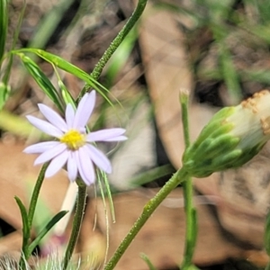 Vittadinia muelleri at Kama - 23 Jan 2024