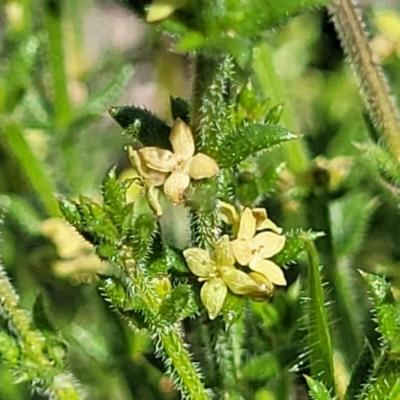 Galium gaudichaudii subsp. gaudichaudii (Rough Bedstraw) at Molonglo River Reserve - 23 Jan 2024 by trevorpreston