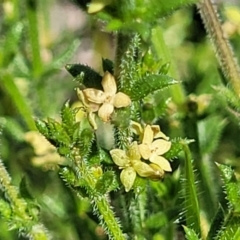 Galium gaudichaudii subsp. gaudichaudii (Rough Bedstraw) at Molonglo River Reserve - 23 Jan 2024 by trevorpreston