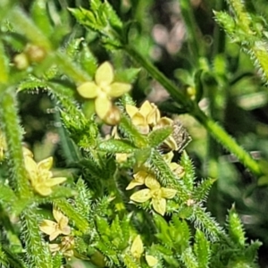 Galium gaudichaudii subsp. gaudichaudii at Kama - 23 Jan 2024