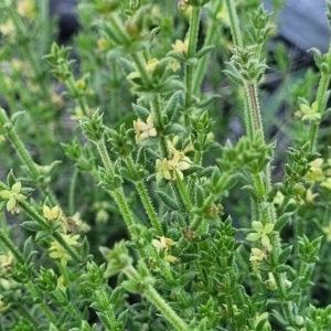 Galium gaudichaudii subsp. gaudichaudii at Kama - 23 Jan 2024