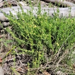 Galium gaudichaudii subsp. gaudichaudii at Kama - 23 Jan 2024