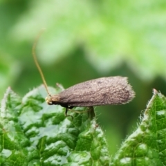 Lecithoceridae (family) (Tropical Longhorned Moths) at Cook, ACT - 22 Jan 2024 by CathB