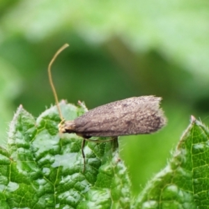 Lecithoceridae (family) at Mount Painter - 23 Jan 2024