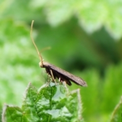 Lecithoceridae (family) at Mount Painter - 23 Jan 2024