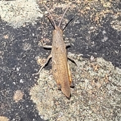 Goniaea opomaloides (Mimetic Gumleaf Grasshopper) at Kama - 23 Jan 2024 by trevorpreston